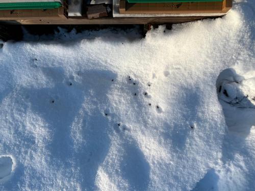 Abeilles dans la neige