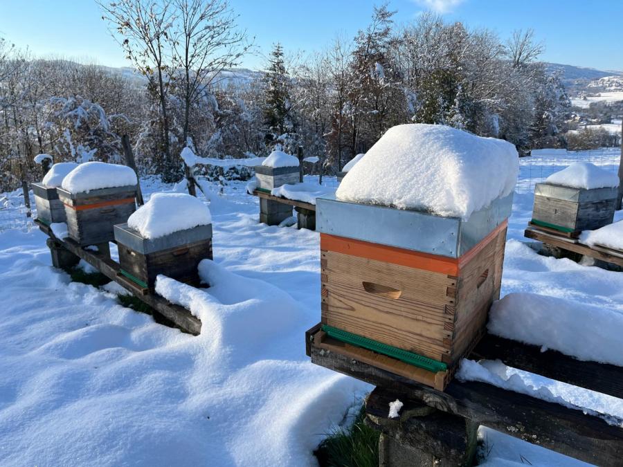 Colonies au repos