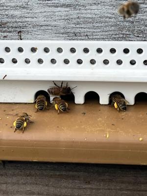 Butineuses avec pollen en février