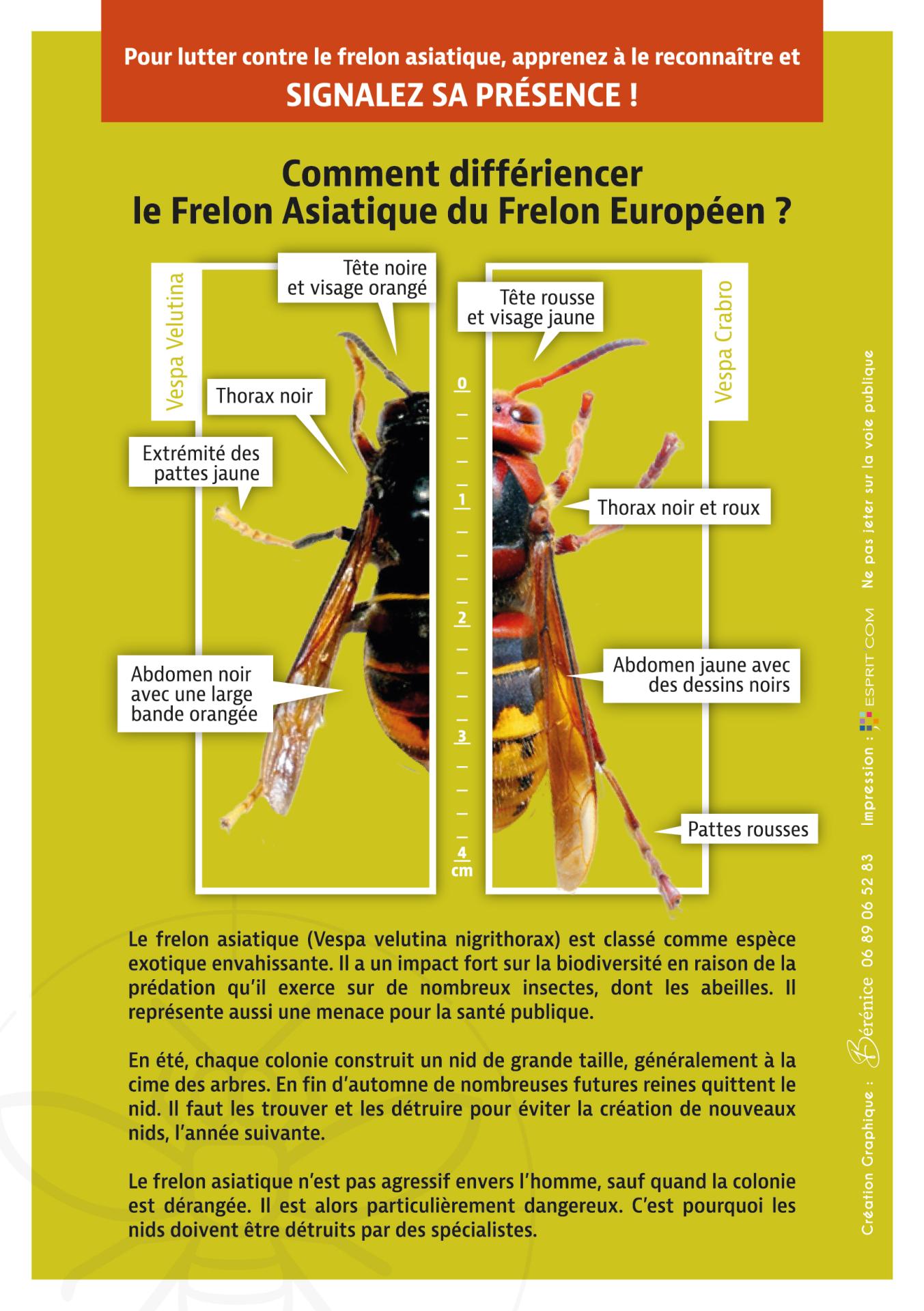 Flyers 148x210mm www frelonsasiatiques fr 2023 02